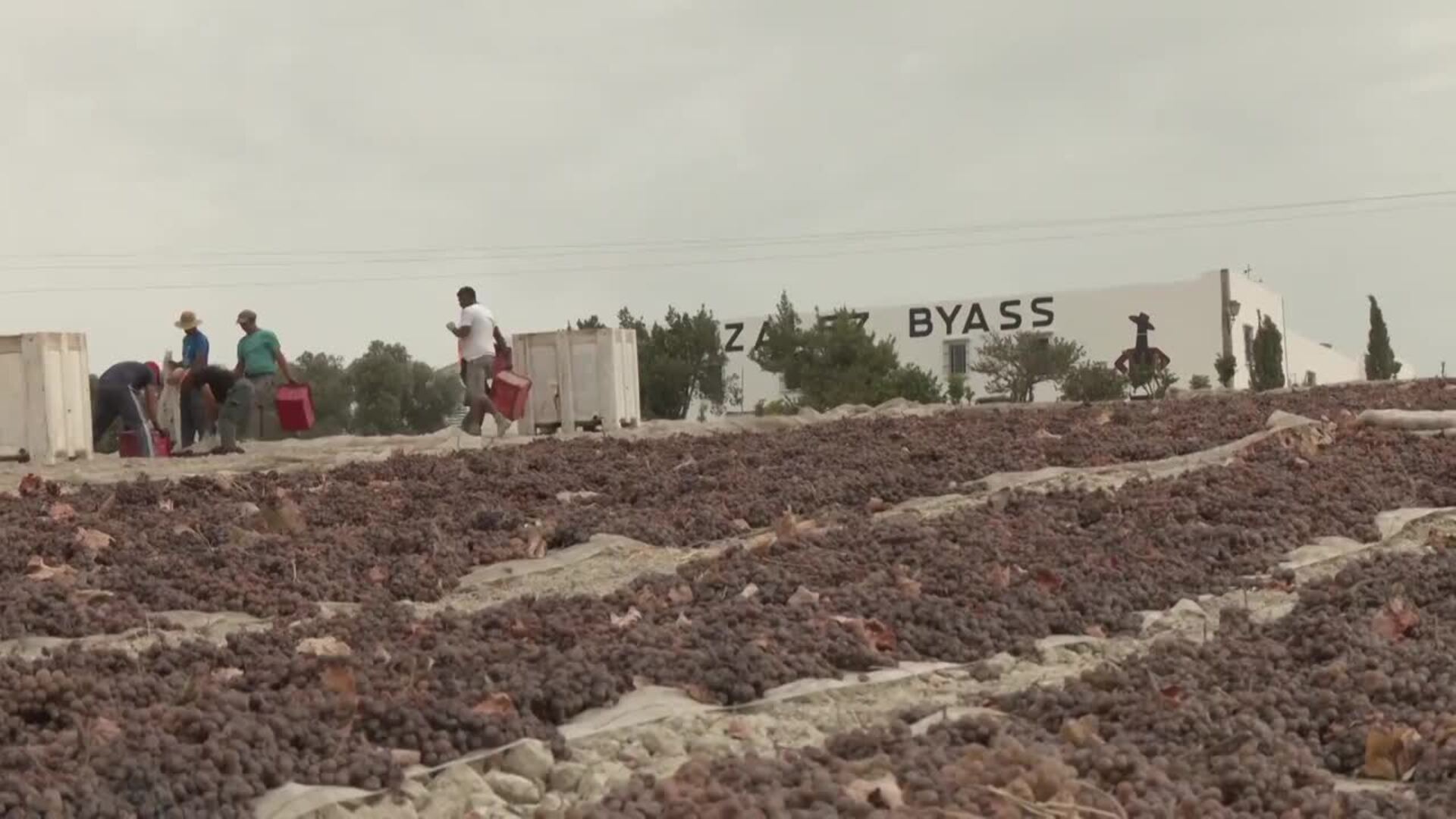 Junta apoya al sector vinícola, cuyas exportaciones crecen en el primer semestre de 2021 un 29,1%