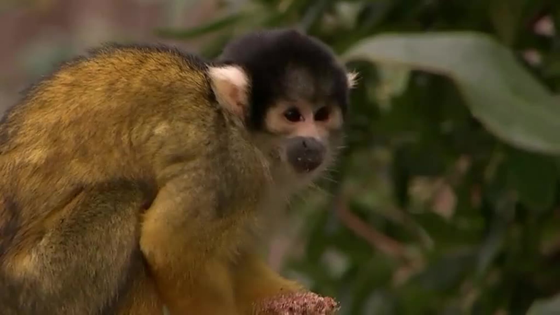 El zoo de Londres estrena el 2022 con su recuento anual de animales