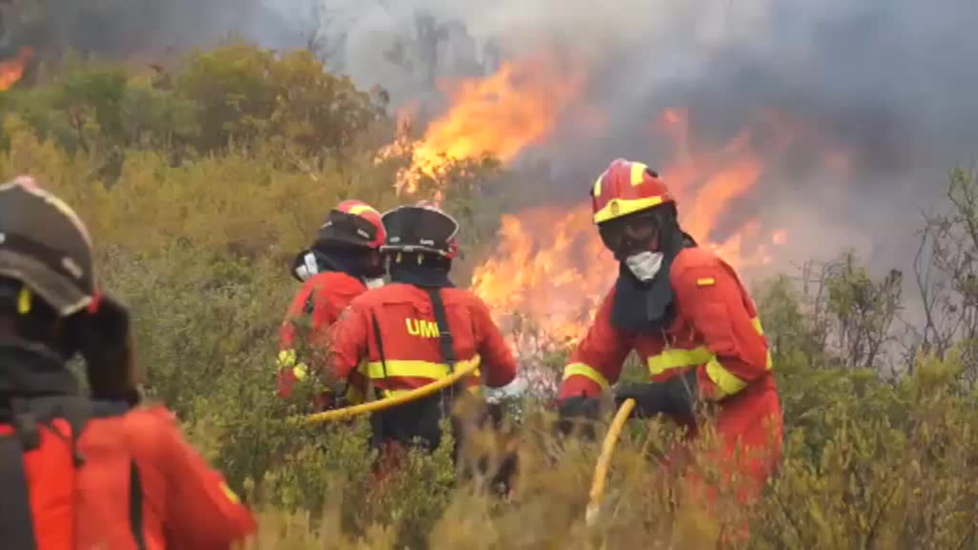 Burros bombero para prevenir incendios en Doñana