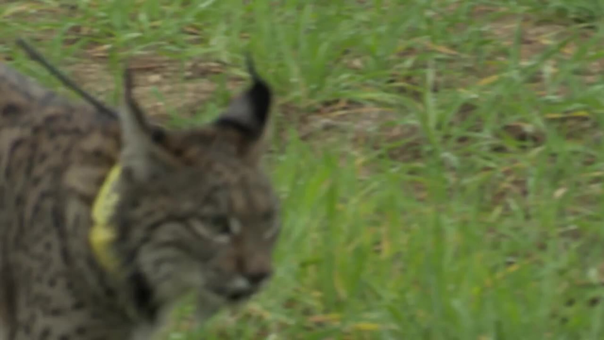 Sureño, Sazú y Silene, tres nuevos linces liberados en C-LM