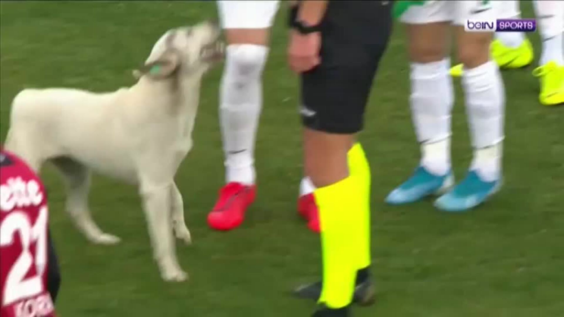Un perro con habilidades futbolísticas irrumpe en un partido en Turquía