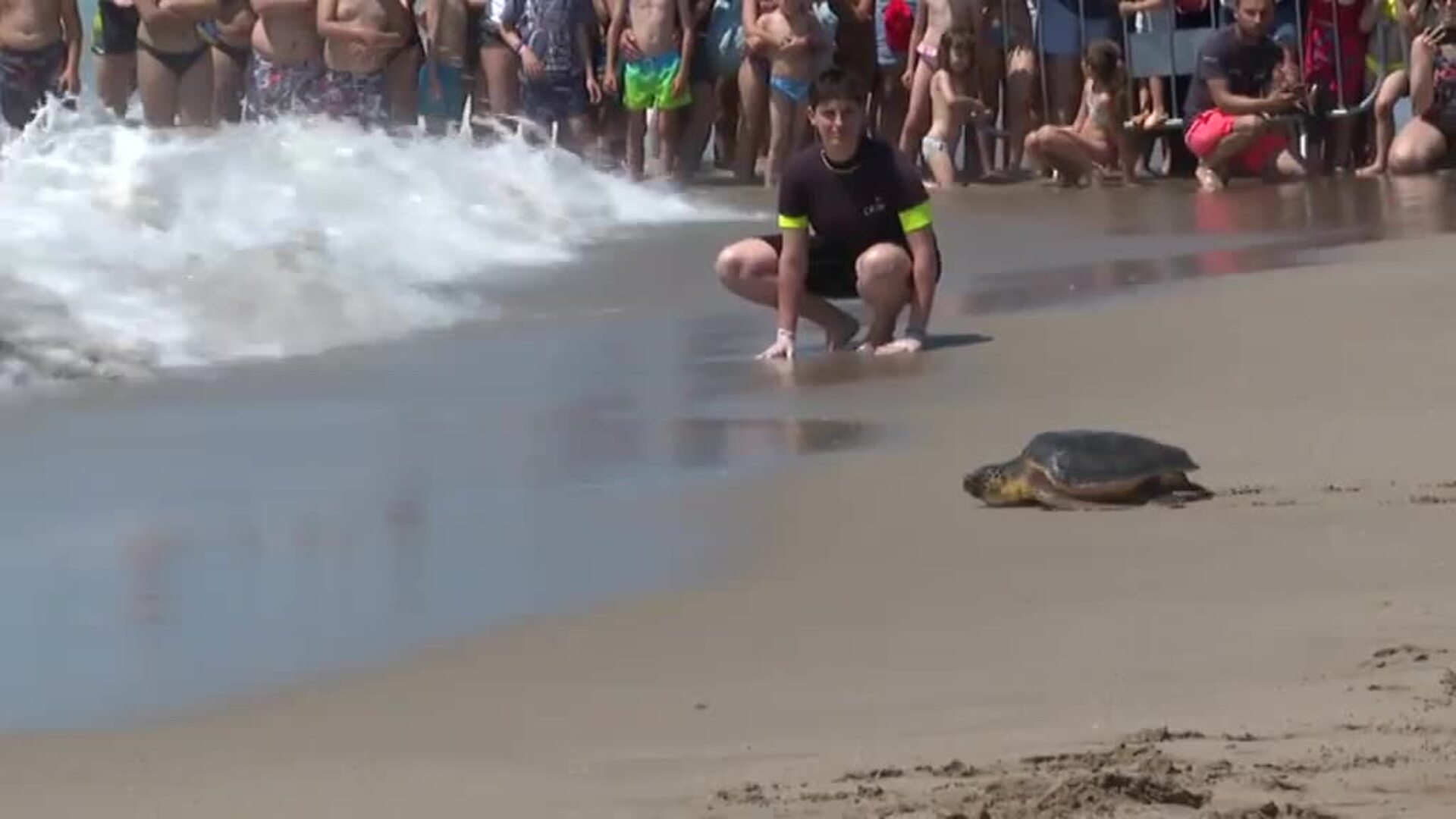 Barcelona libera cinco ejemplares de tortuga boba capturados por pesca accidental