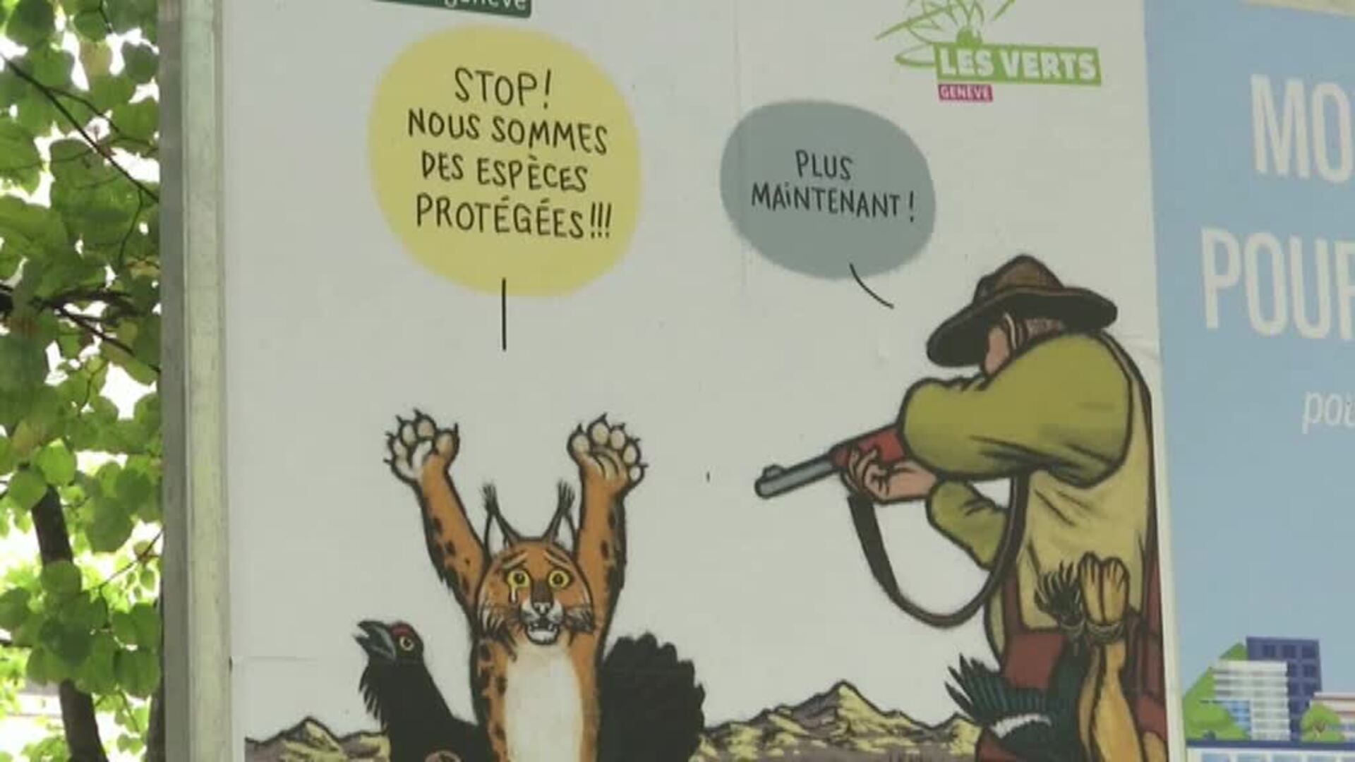 Los ciudadanos suizos votan este domingo si suavizar la protección sobre los lobos