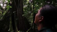 Ecuador launches Cuyabeno-Yasuni ecological corridor to protect biodiversity and communities