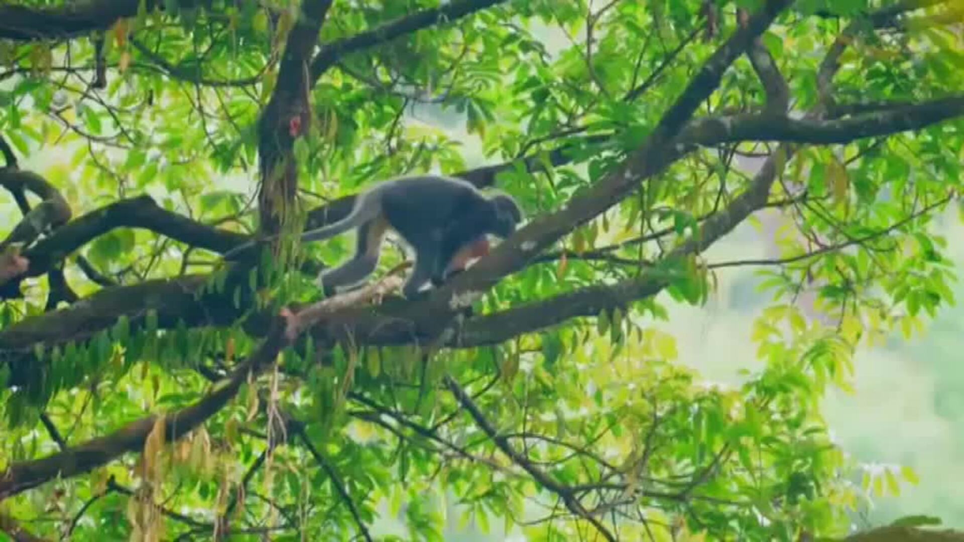 Descubren en China una nueva población de monos en peligro de extinción