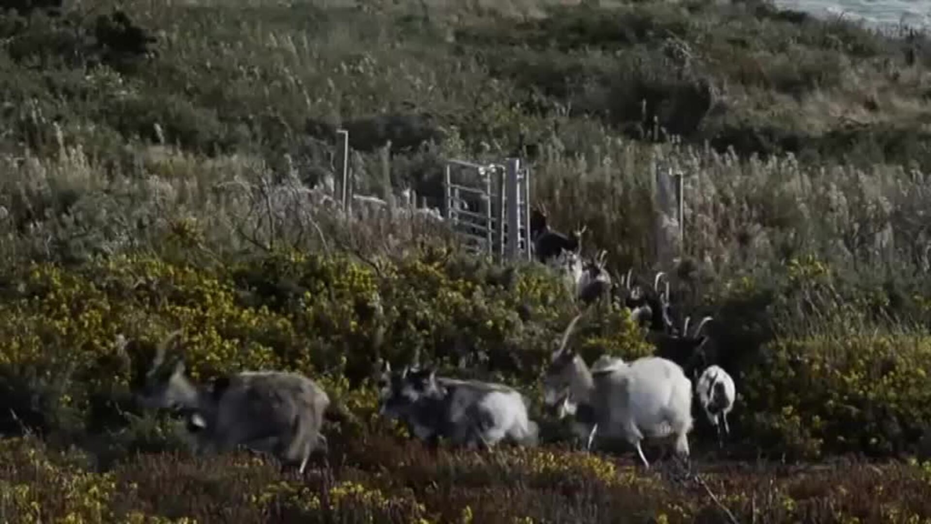 Una joven cabrera irlandesa protege uno de los barrios más poblados de Dublín de los incendios forestales