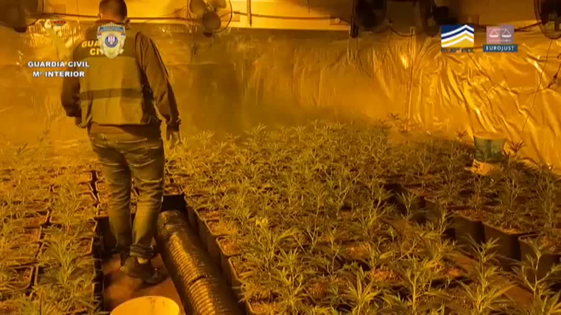 La colaboración de la Guardia Civil con la policía de Serbia permite desmantelar la producción de marihuana de la mafia del Este en España