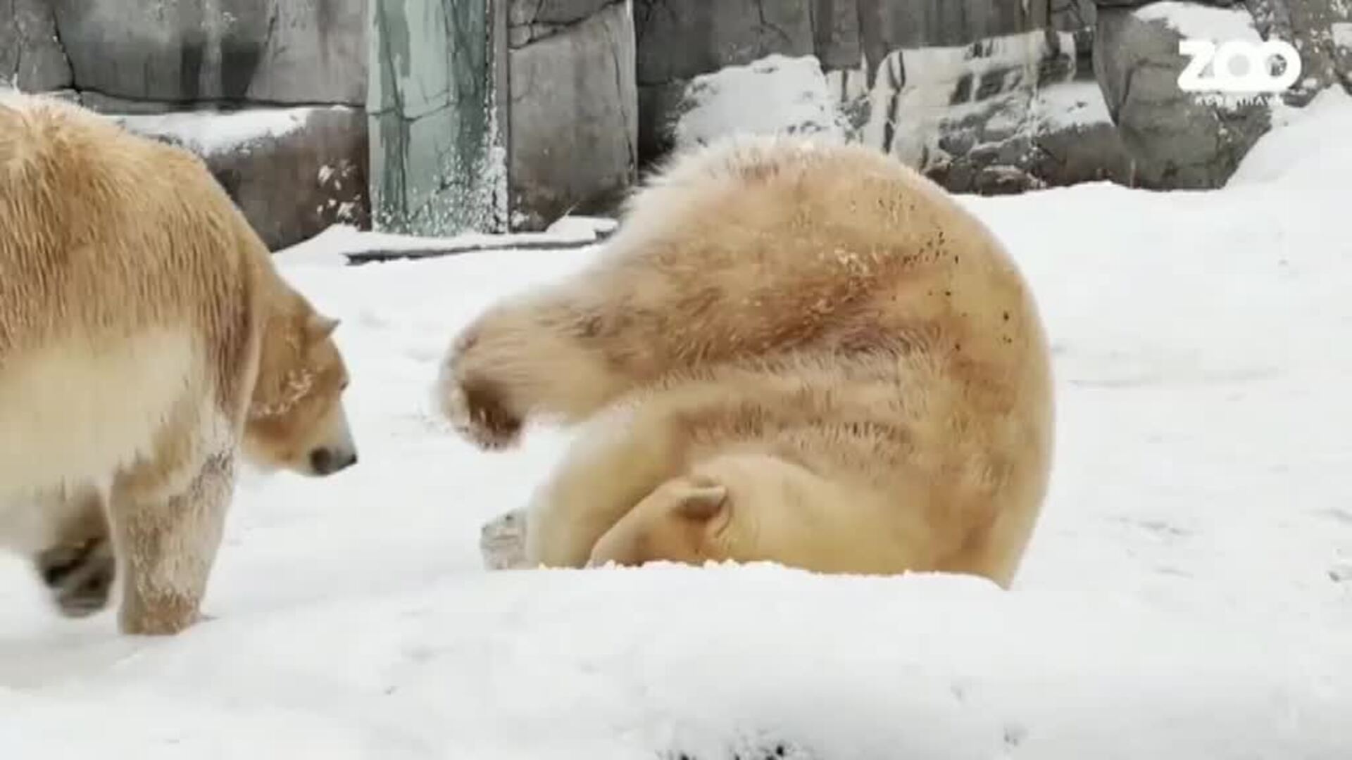 Una cachorra de oso polar del zoo de Copenhague exige la atención constante de su madre