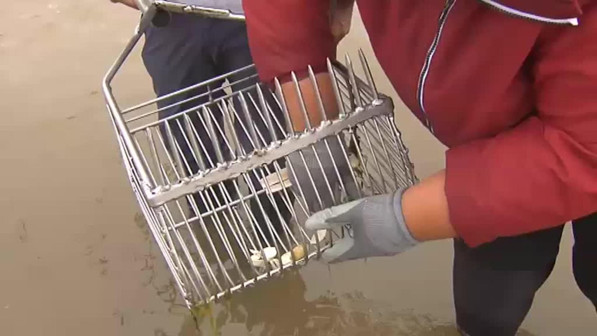 Cursos de marisqueo para turistas en A Pobra do Caramiñal