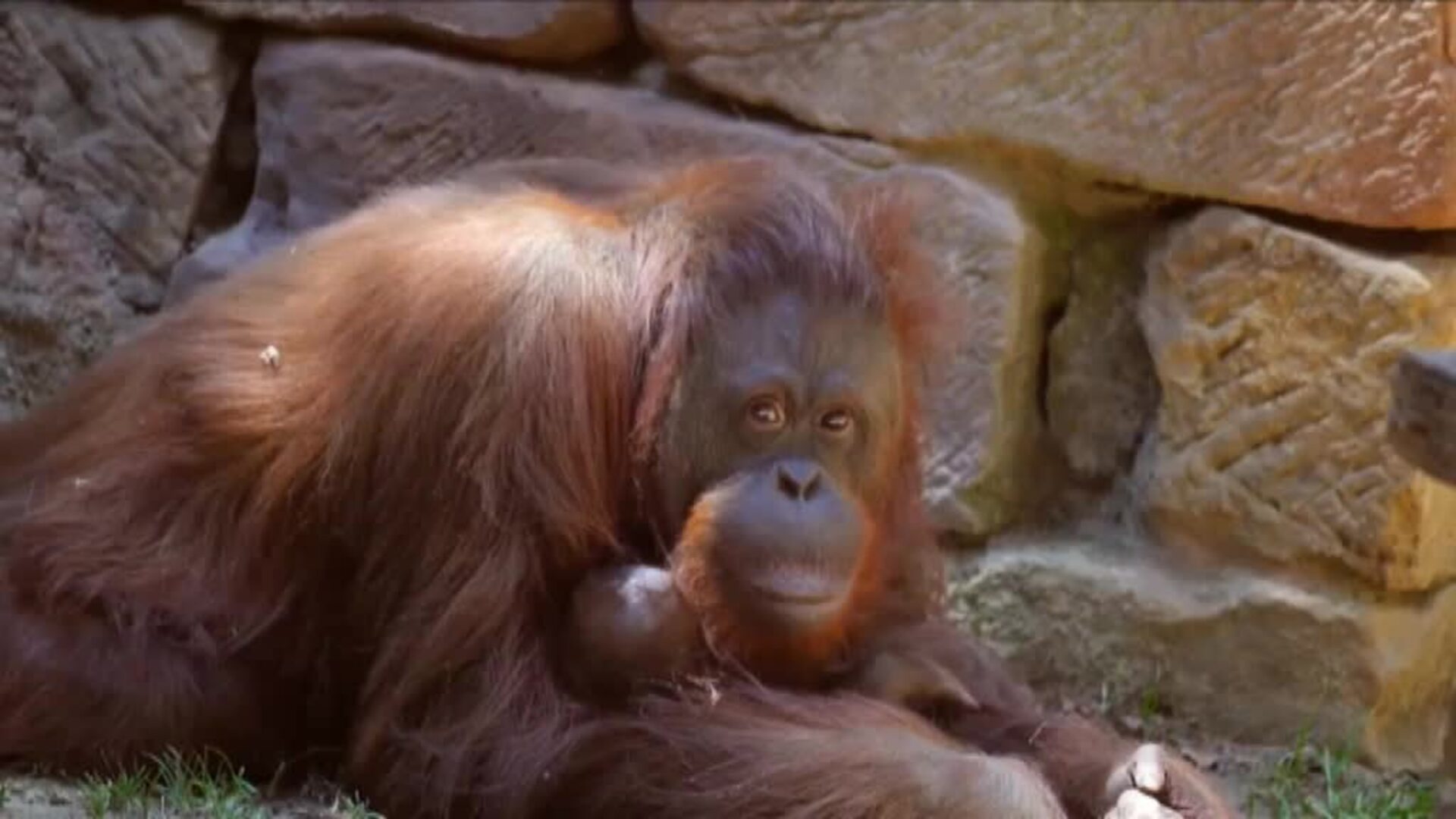 Nace una cría de orangután de Borneo en el Bioparc de Fuengirola