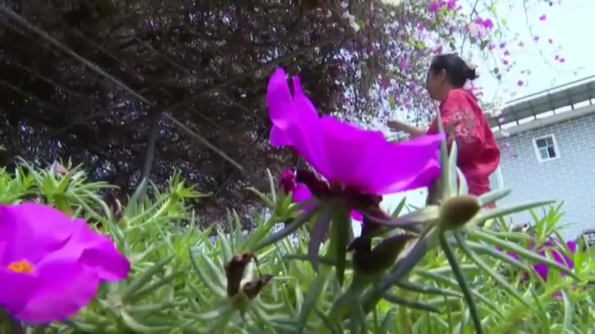 Una buganvilla con flores bicolores por una mutación de la naturaleza se hace famosa en el sur de China