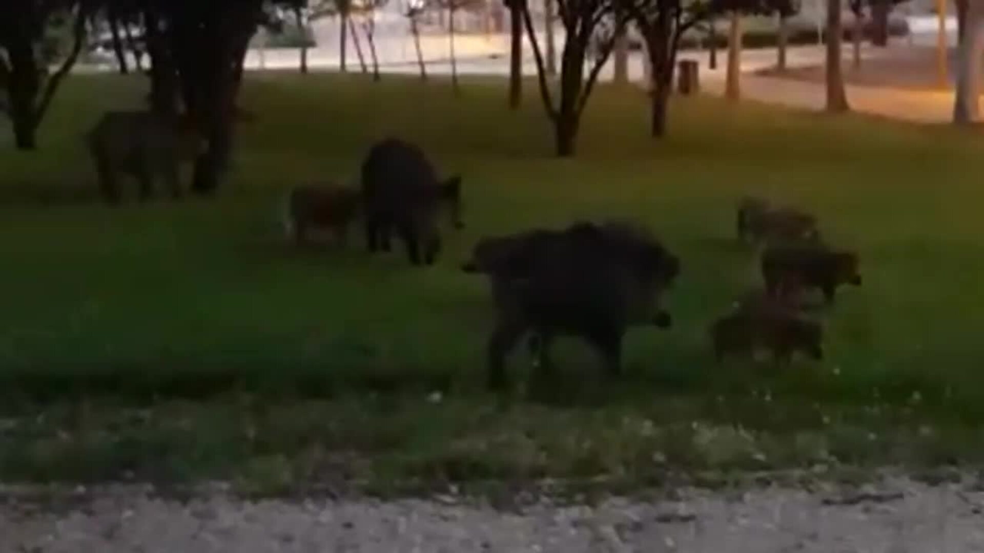 Una familia de jabalíes sorprende a los vigilantes de la UAM