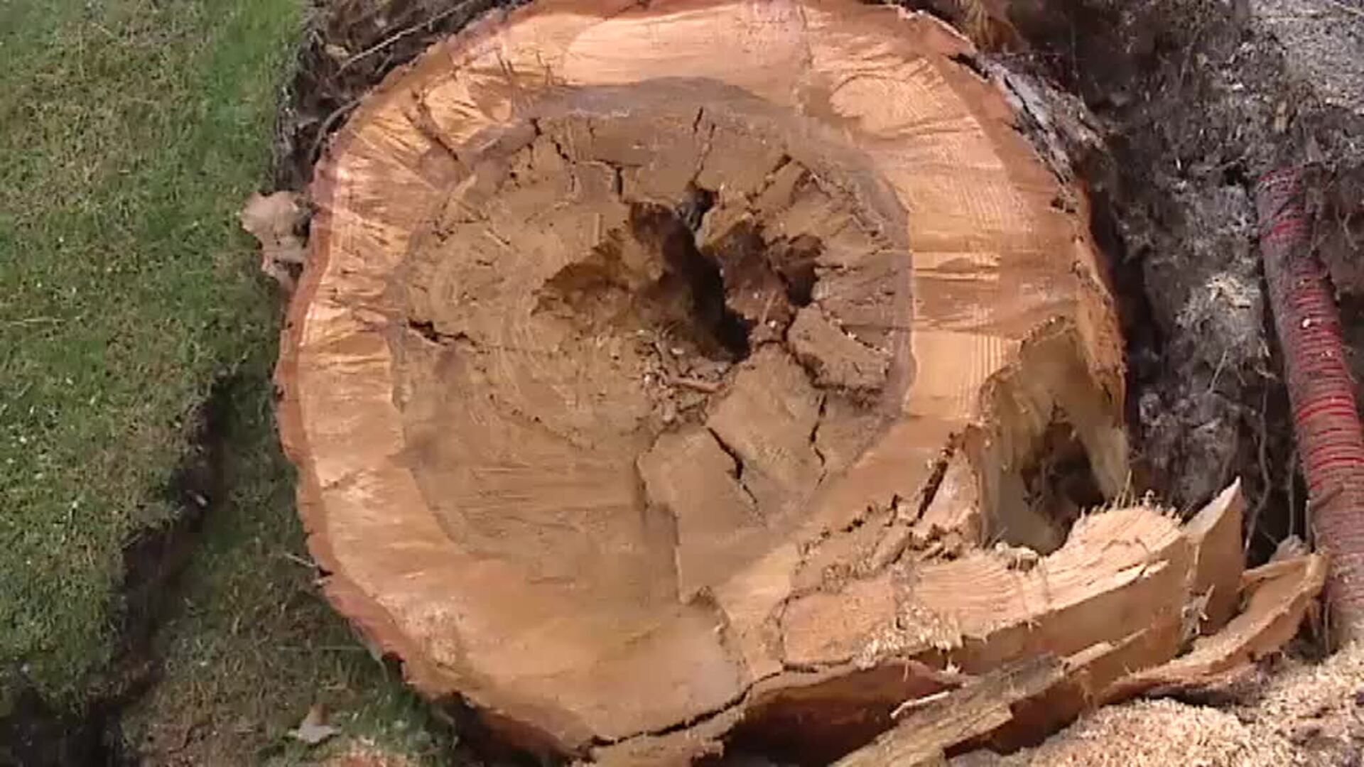 El árbol caído en Paseo de la Castellana había sido revisado en mayo