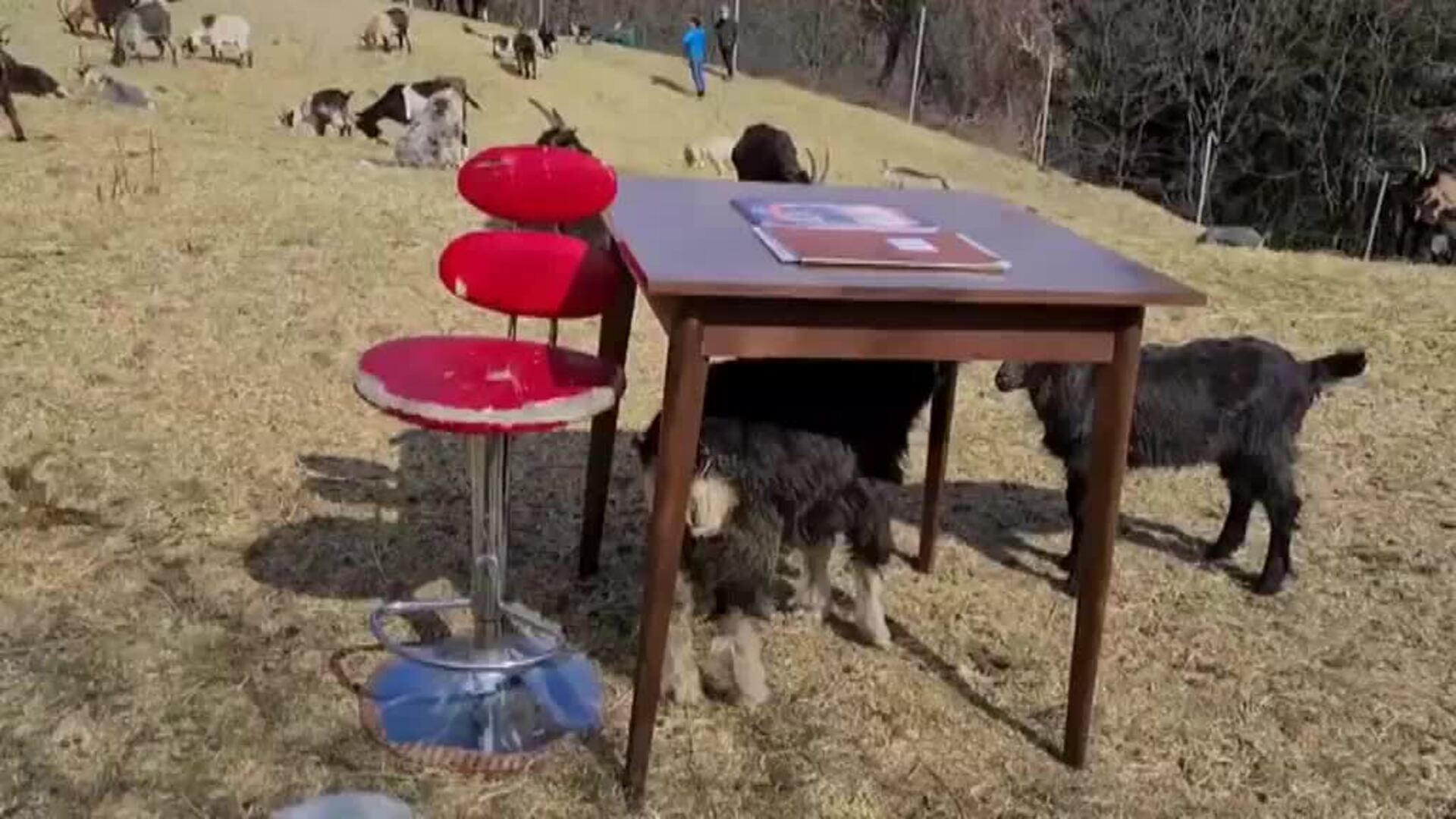 Una niña italiana de 10 años estudia en la montaña rodeada de cabras en tiempos de pandemia