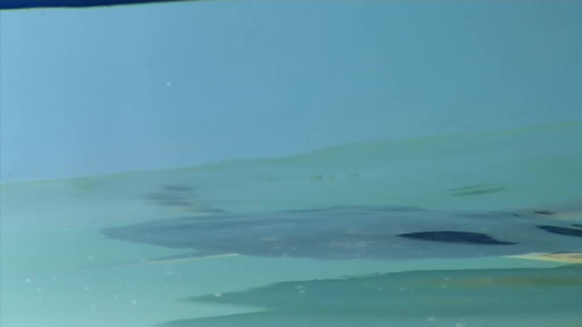 Guantes y mascarillas pasan a formar parte de la terrible de los animales marinos