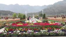 El Jardín Conmemorativo deTulipanes Indira Gandh, conocido como el jardín de tulipanes más grande de Asia