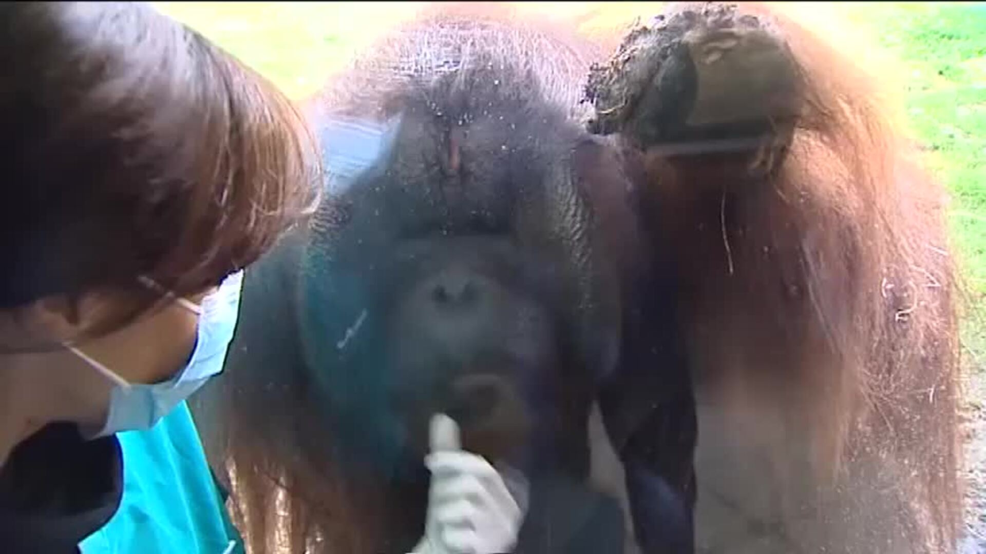 Los cuidadores del Zoo de Madrid, más pendientes que nunca de sus animales