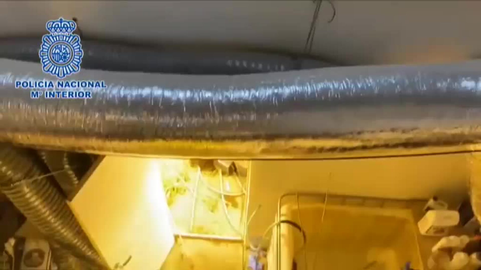 Desmantelado un entramado empresarial destinado al cultivo de marihuana ilegal