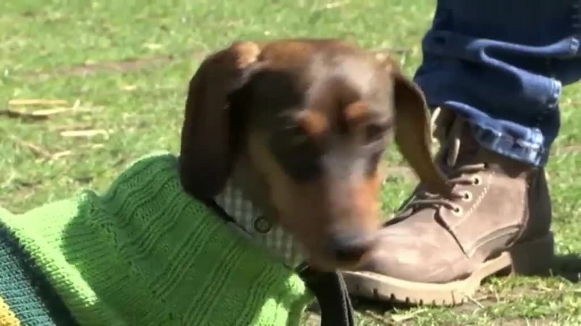 Cientos de perros salchicha se unen en Múnich para celebrar los 50 años de los Juegos Olímpicos