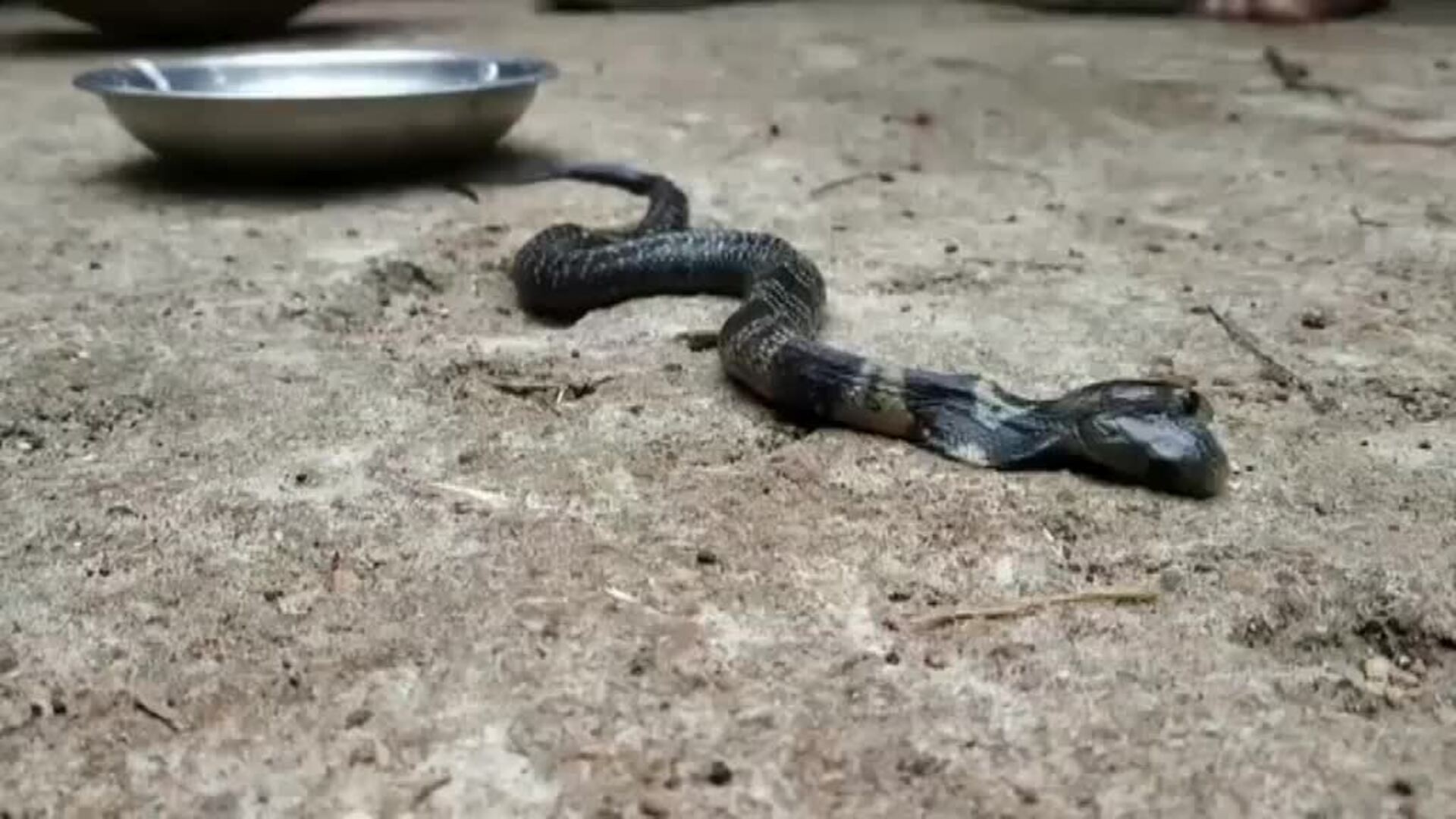 Aparece una serpiente bicéfala en India