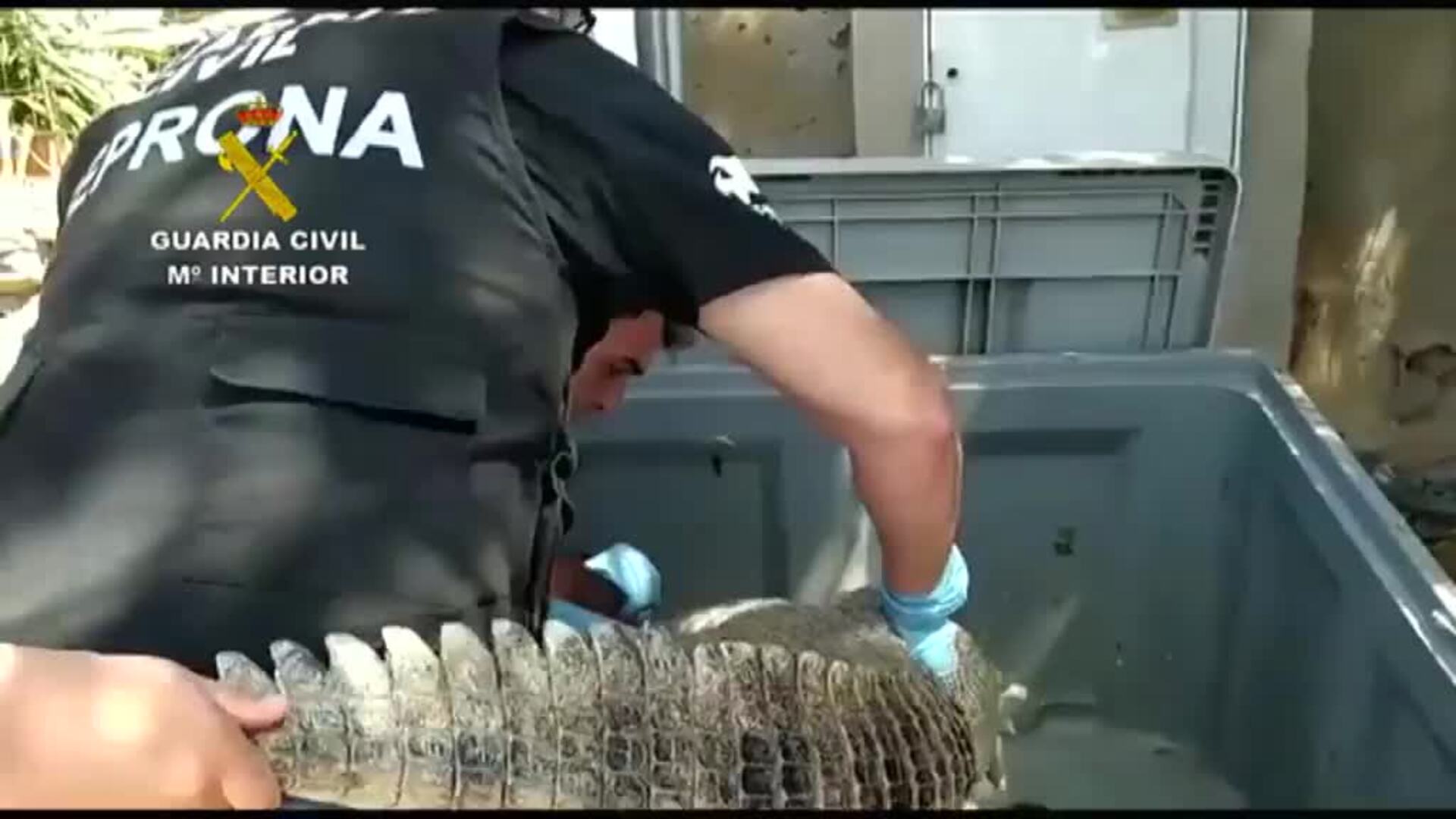 Incautan 118 ejemplares de especies invasoras en una finca de Las Palmas