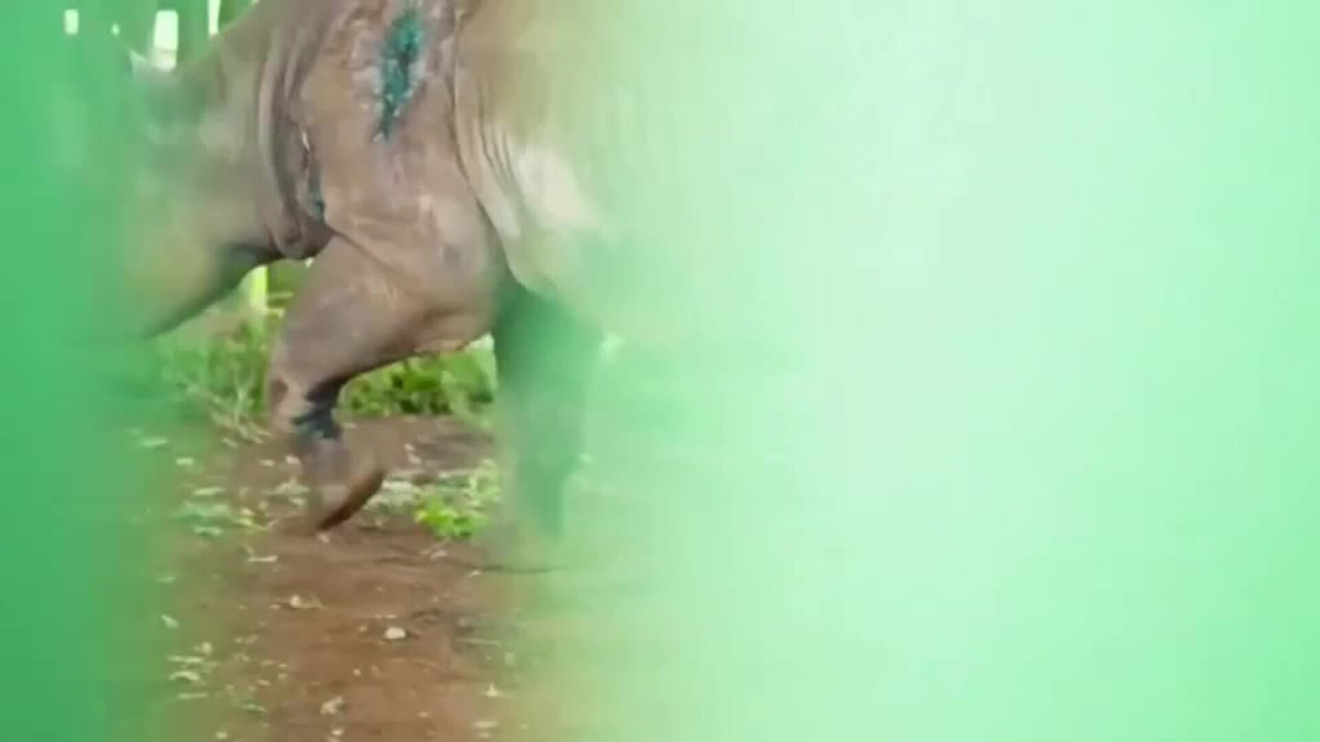 Muere Fausta, el rinoceronte más viejo del mundo