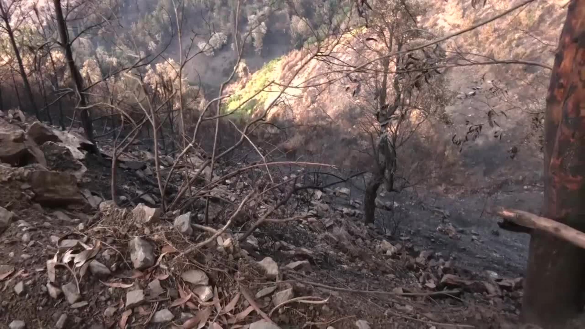 Moreno anuncia que pedirá al Gobierno de España declaración de zona catastrófica para Sierra Bermeja