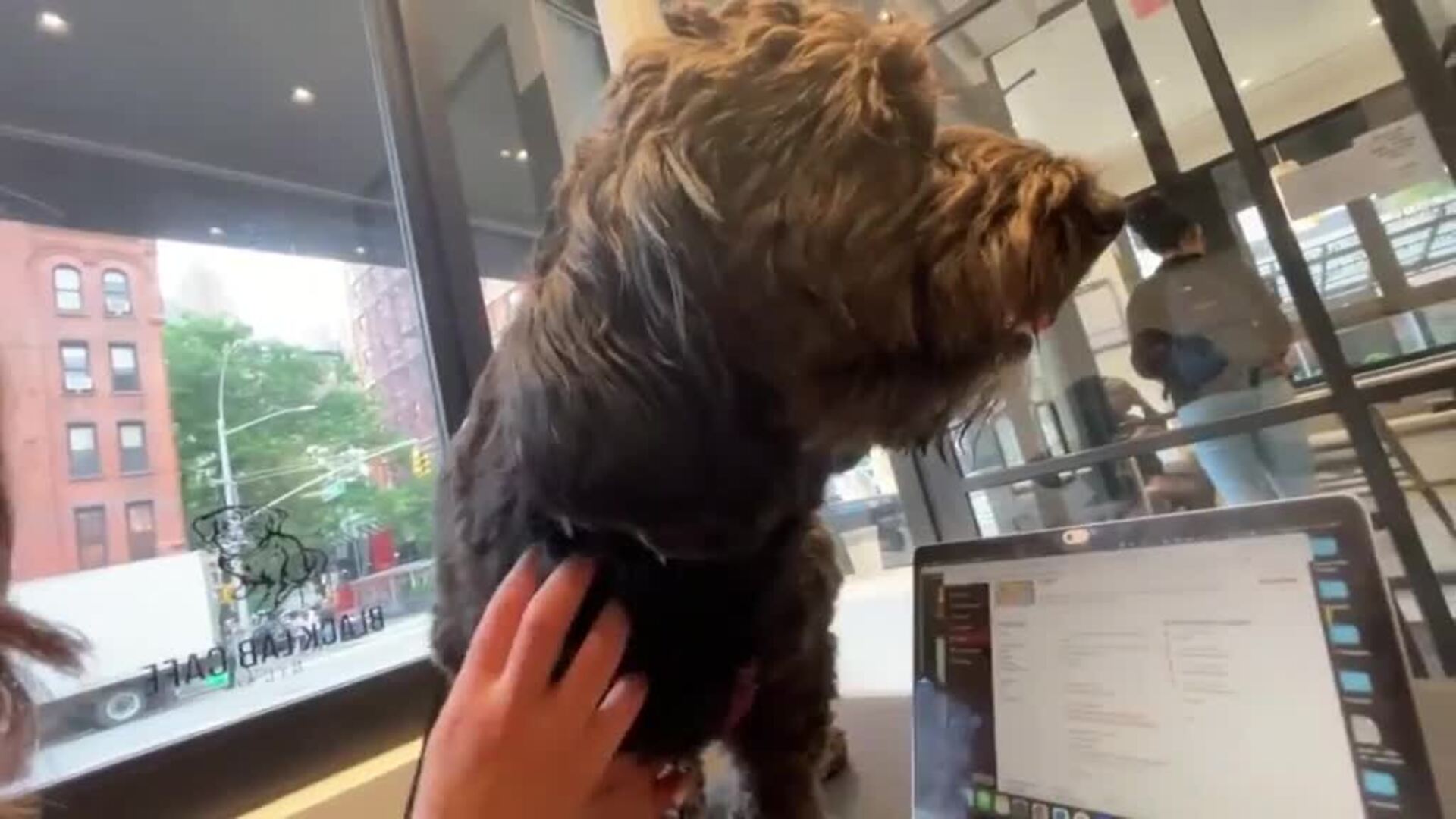 Perros sin correa: la nueva apuesta de este café de Nueva York