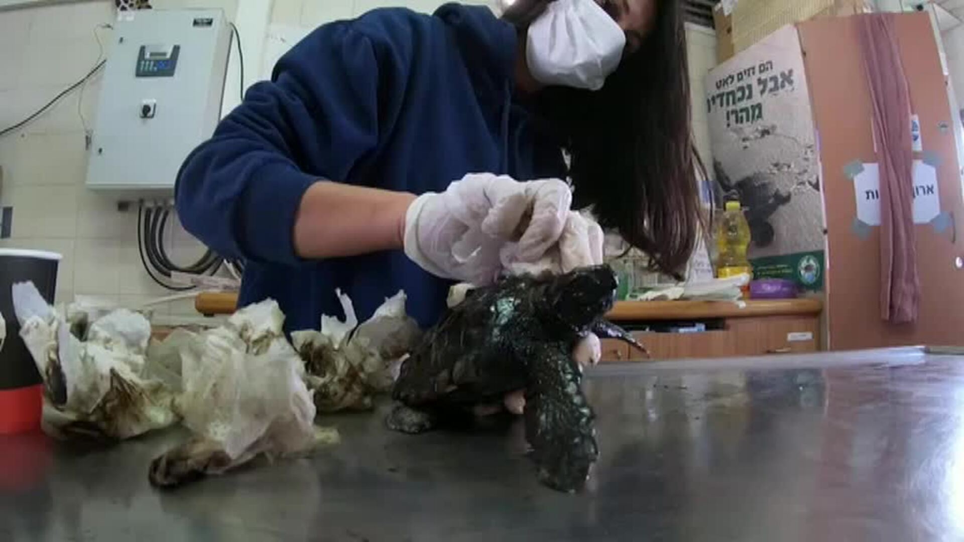 Voluntarios salvan a un grupo de tortugas tras un vertido de petróleo en Israel