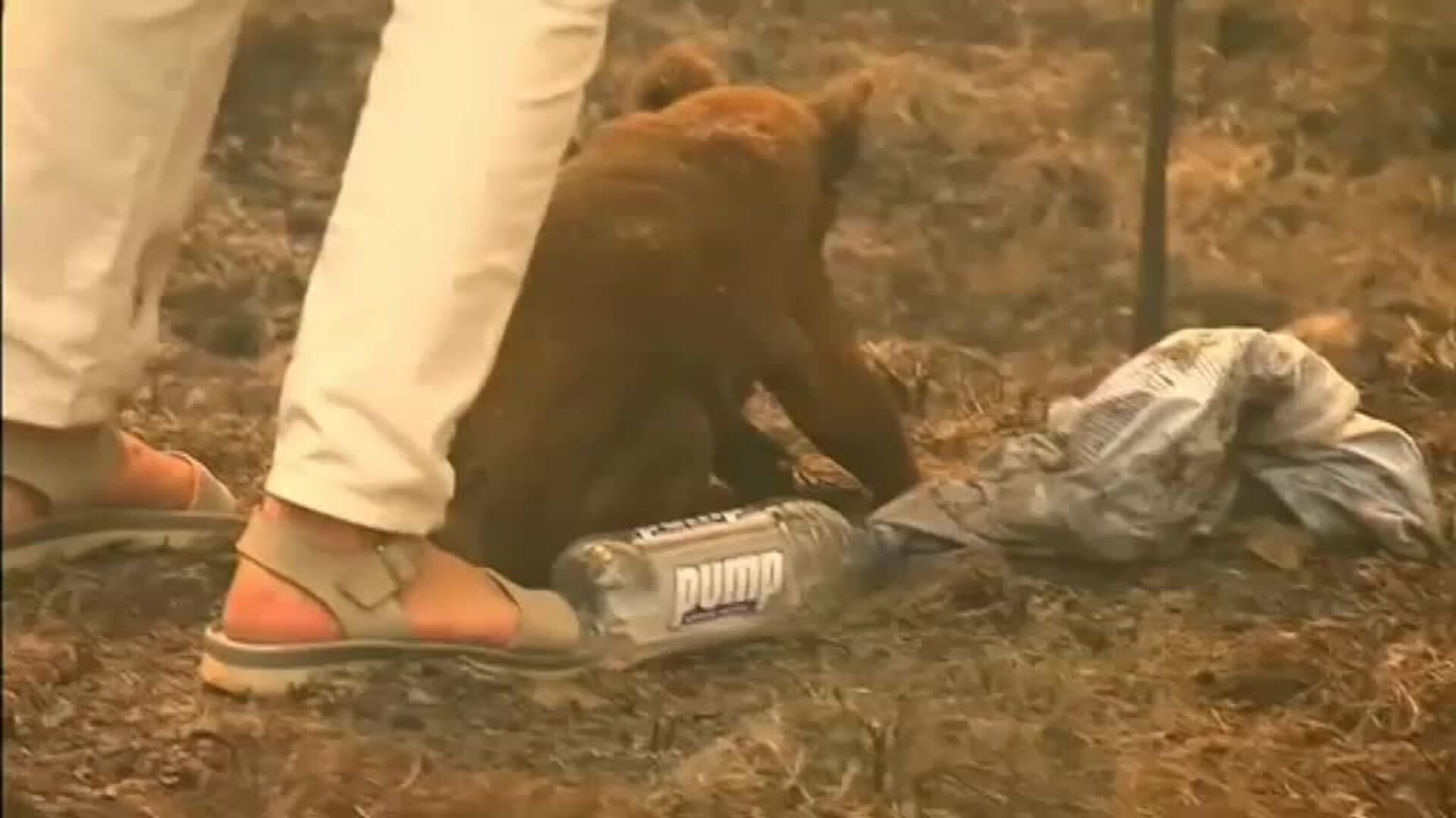 Una australiana rescata a un koala entre las llamas
