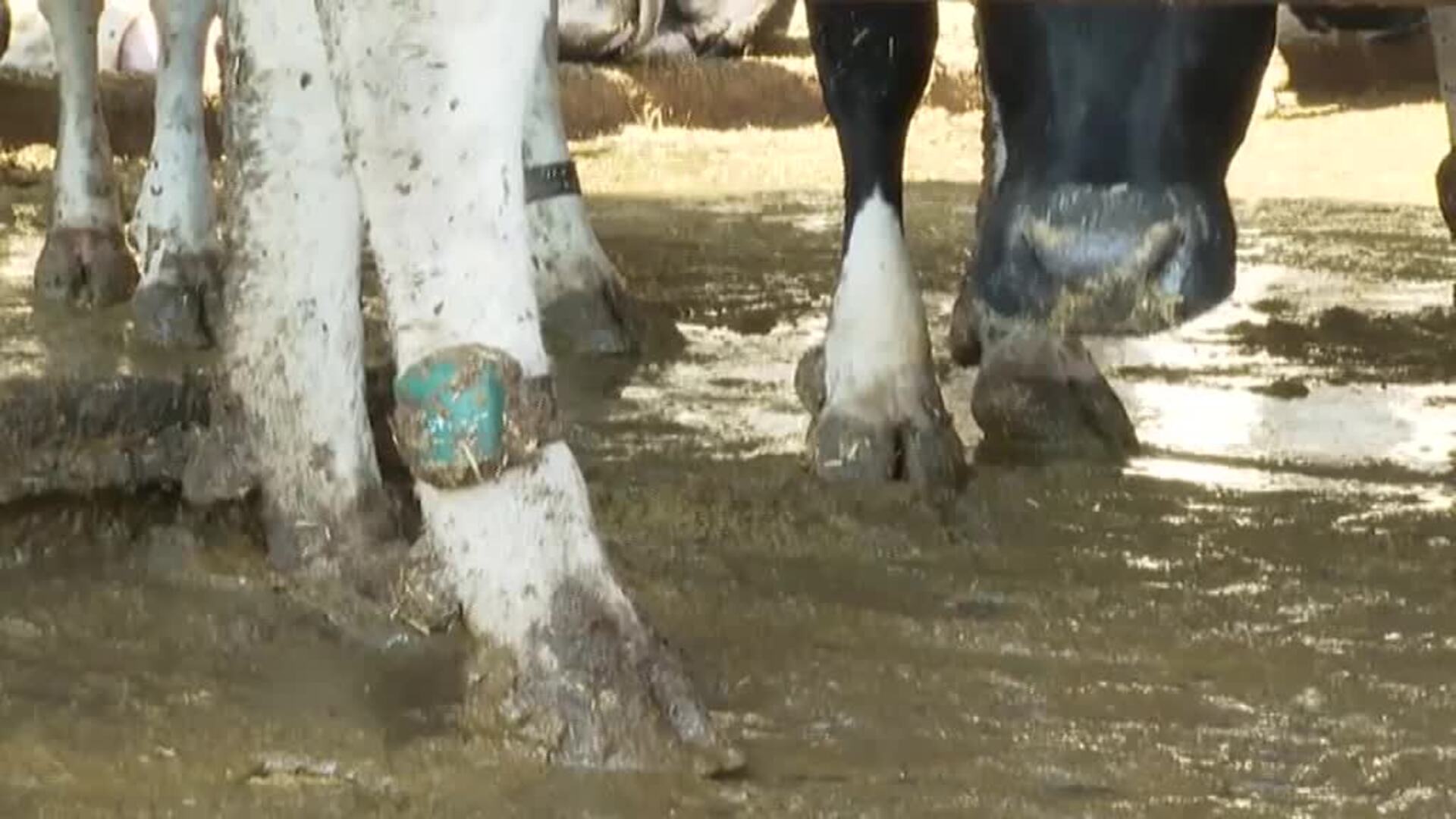 Crean la primera granja de biometano
