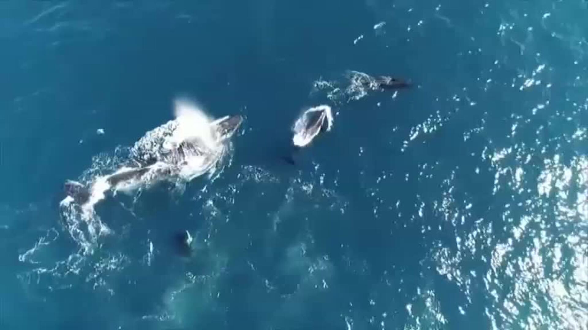 El impresionante ataque de una manada de orcas a una ballena jorobada y su cría