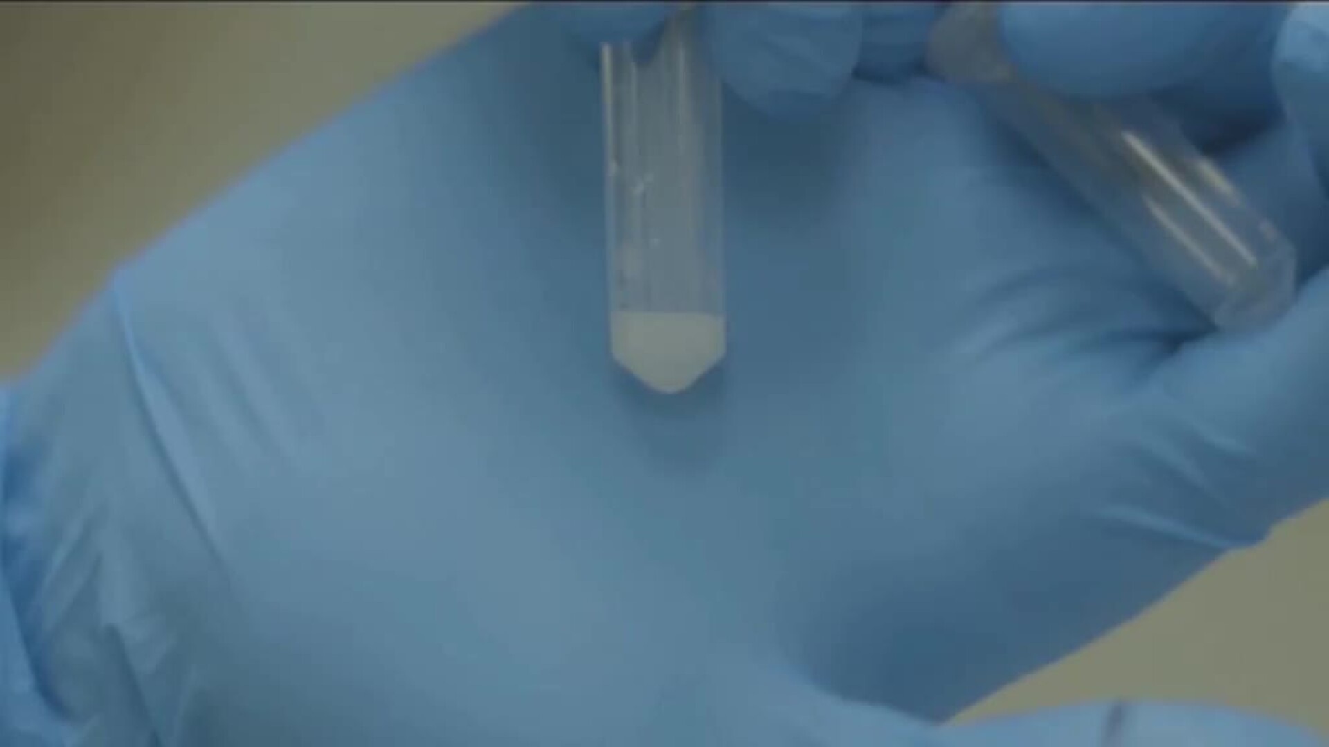 Nace el primer león concebido por inseminación artificial en Singapur