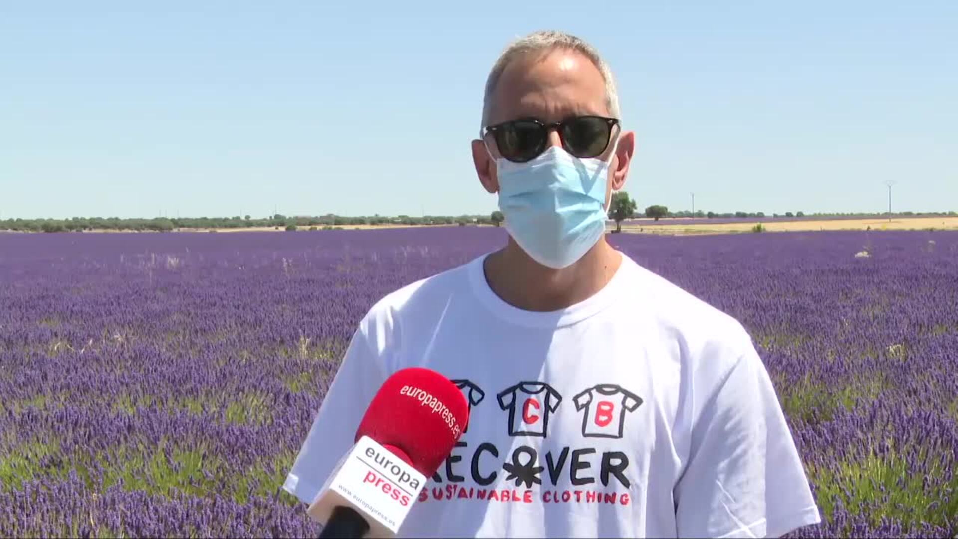 Brihuega se convierte en un mar púrpura con La floración de la lavanda