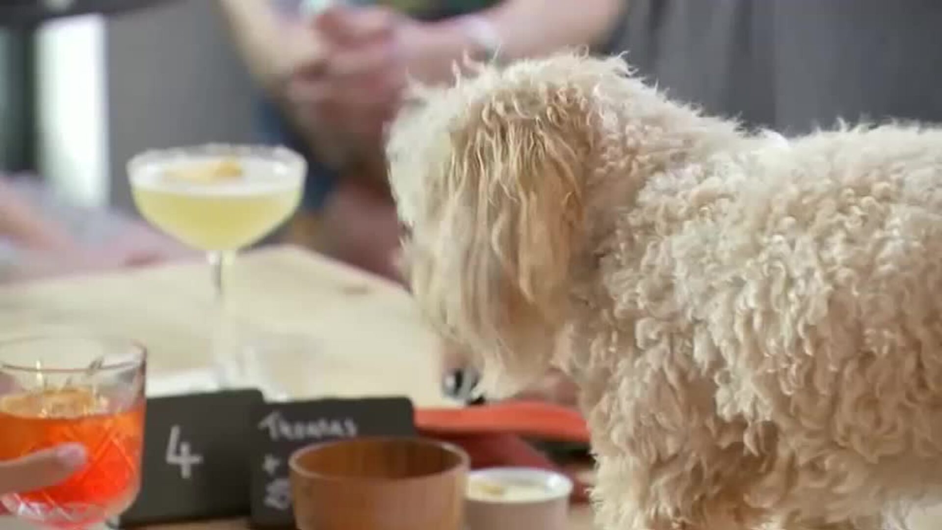 Londres inaugura un bar de copas para perros y humanos