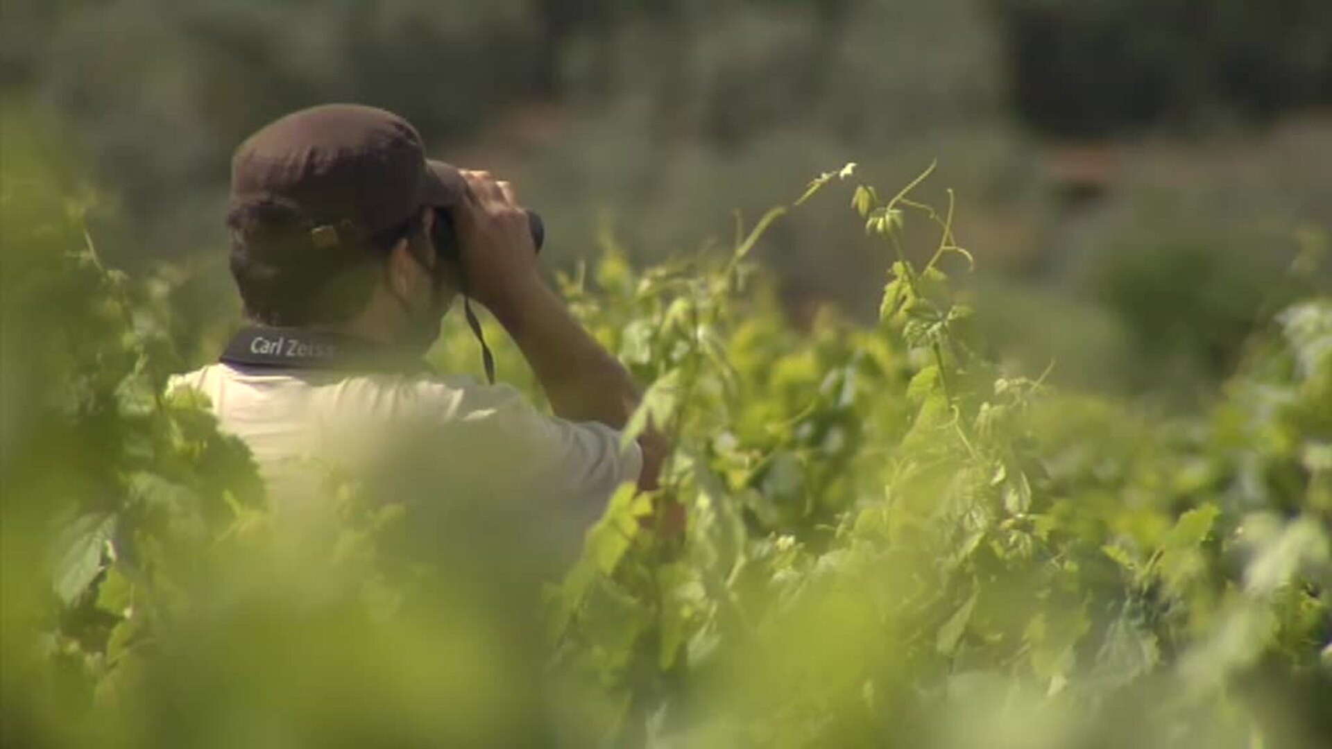 El cambio climático ha modificado los hábitos de las aves migratorias