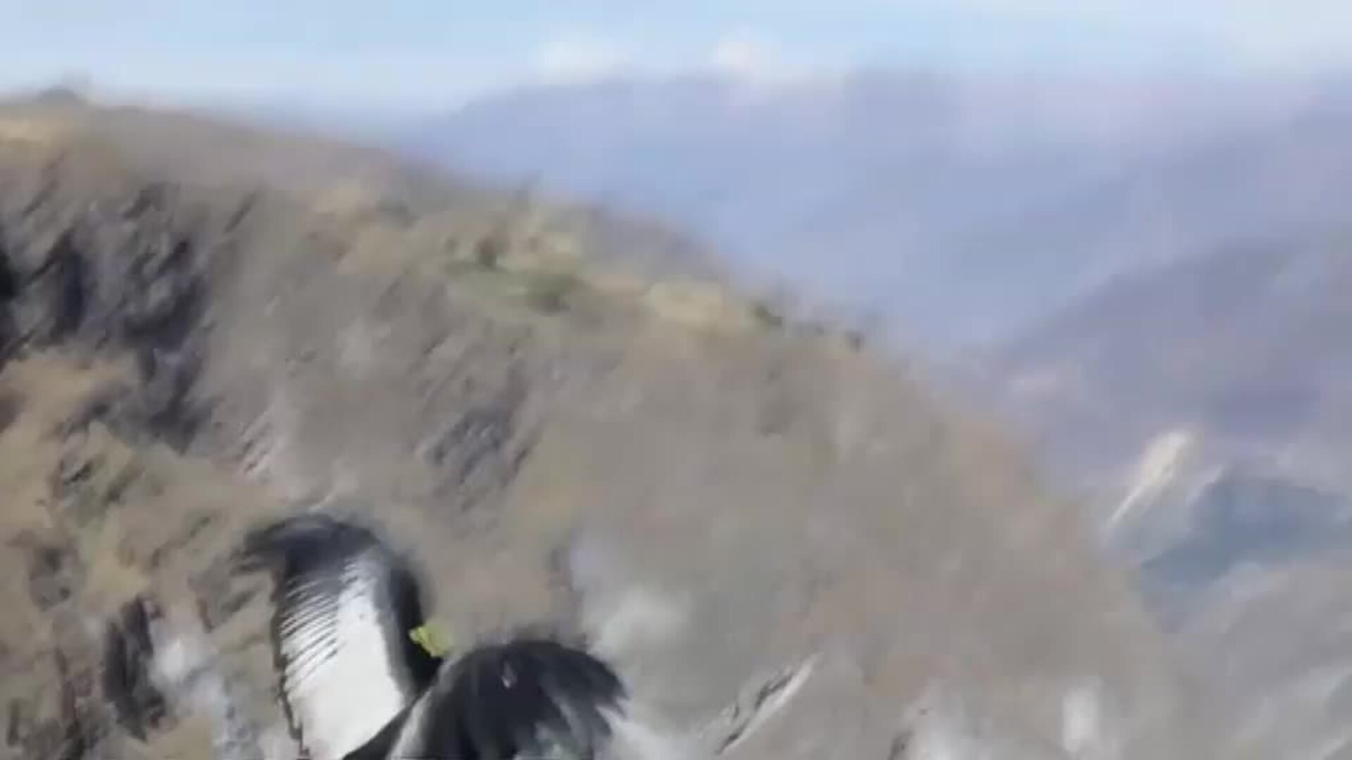 Liberan al cóndor andino Sinchi tras recuperarse de una intoxicación