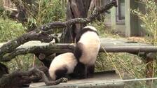 Medio siglo del Zoo de Madrid, puntero en instalaciones y conservación de especies