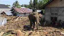 Elefantes de Sumatra ayudan a limpiar los escombros tras las mortíferas inundaciones en Indonesia