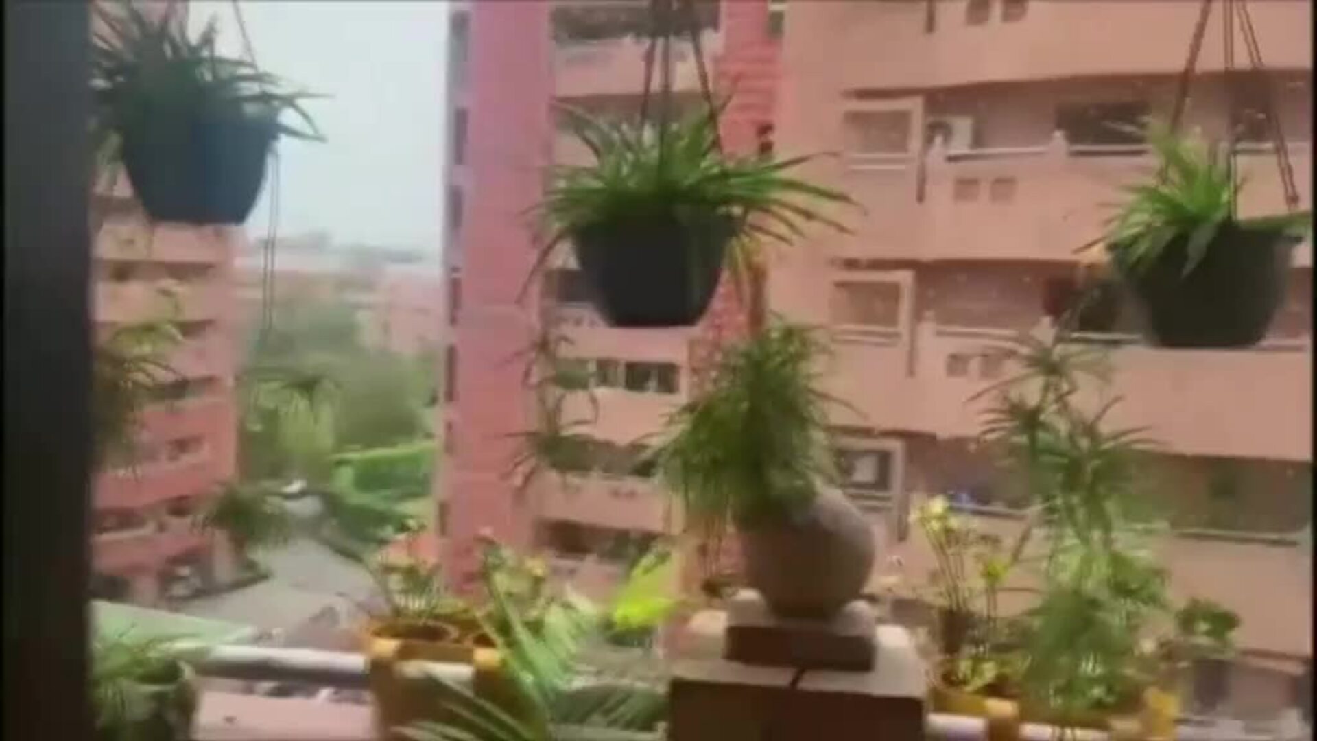 La India se enfrenta a la peor plaga de langostas en décadas