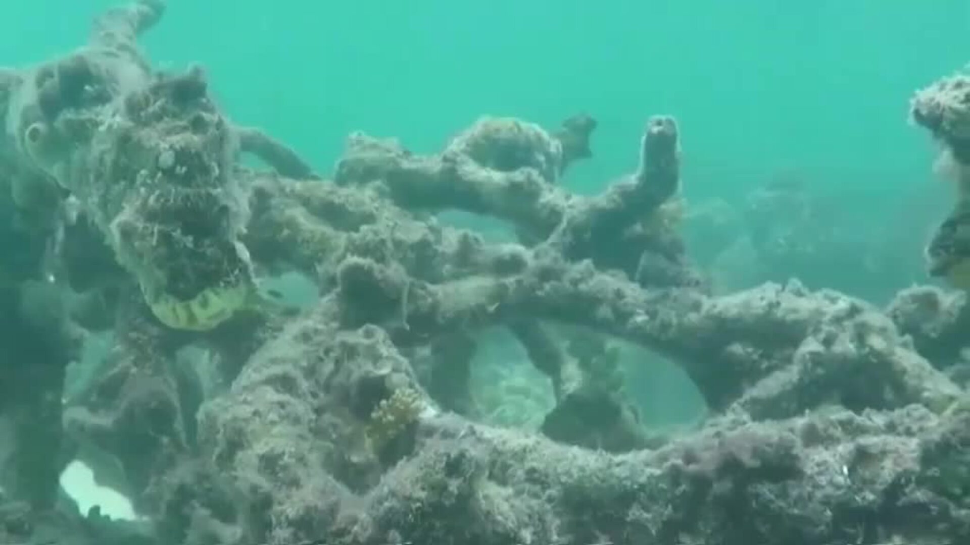 Peligran los arrecifes de coral