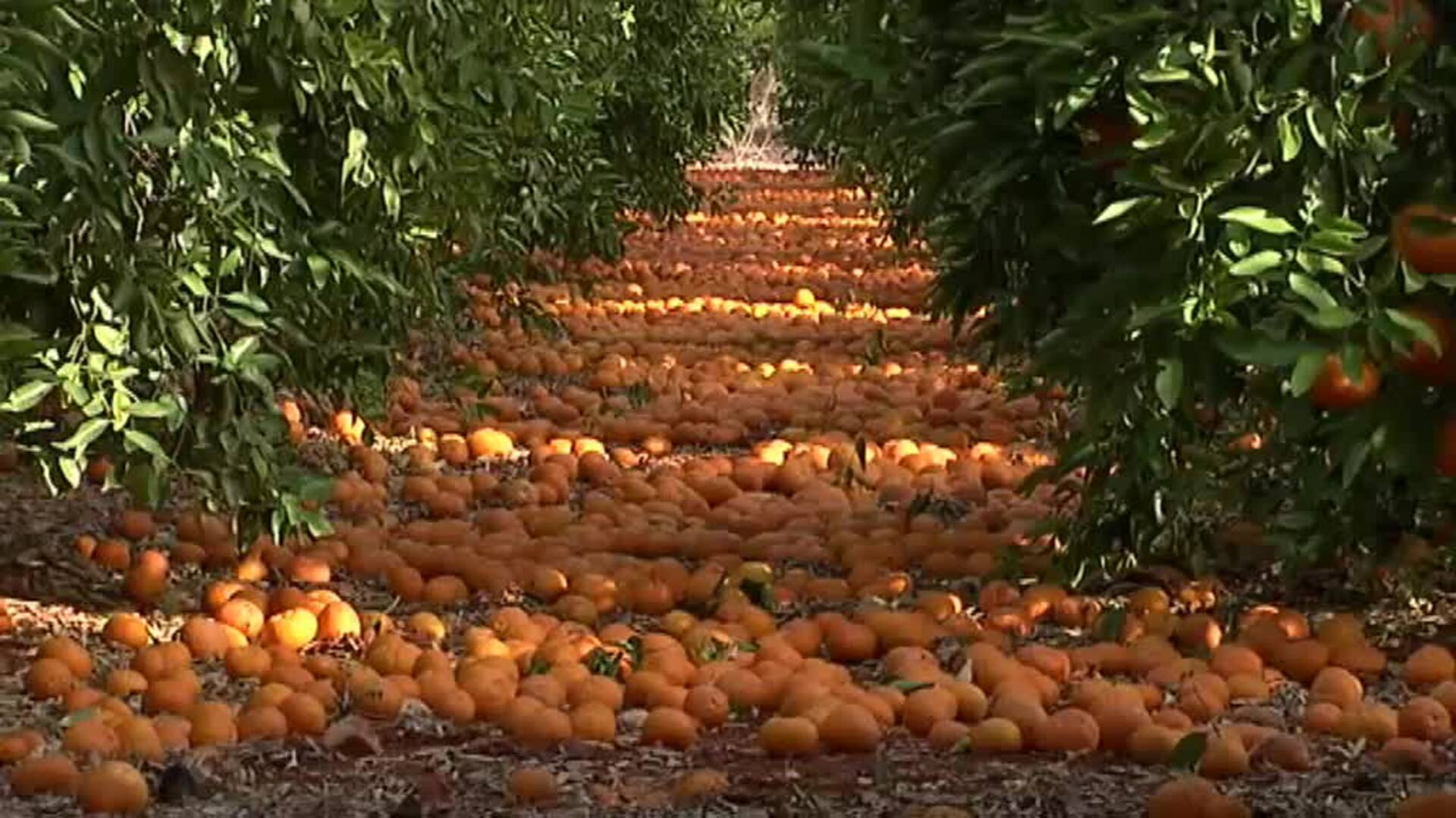 La naranja sudafricana lleva la tragedia al campo valenciano