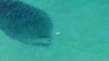 Un grupo de bañistas nada sin saberlo entre tiburones en una playa de Australia