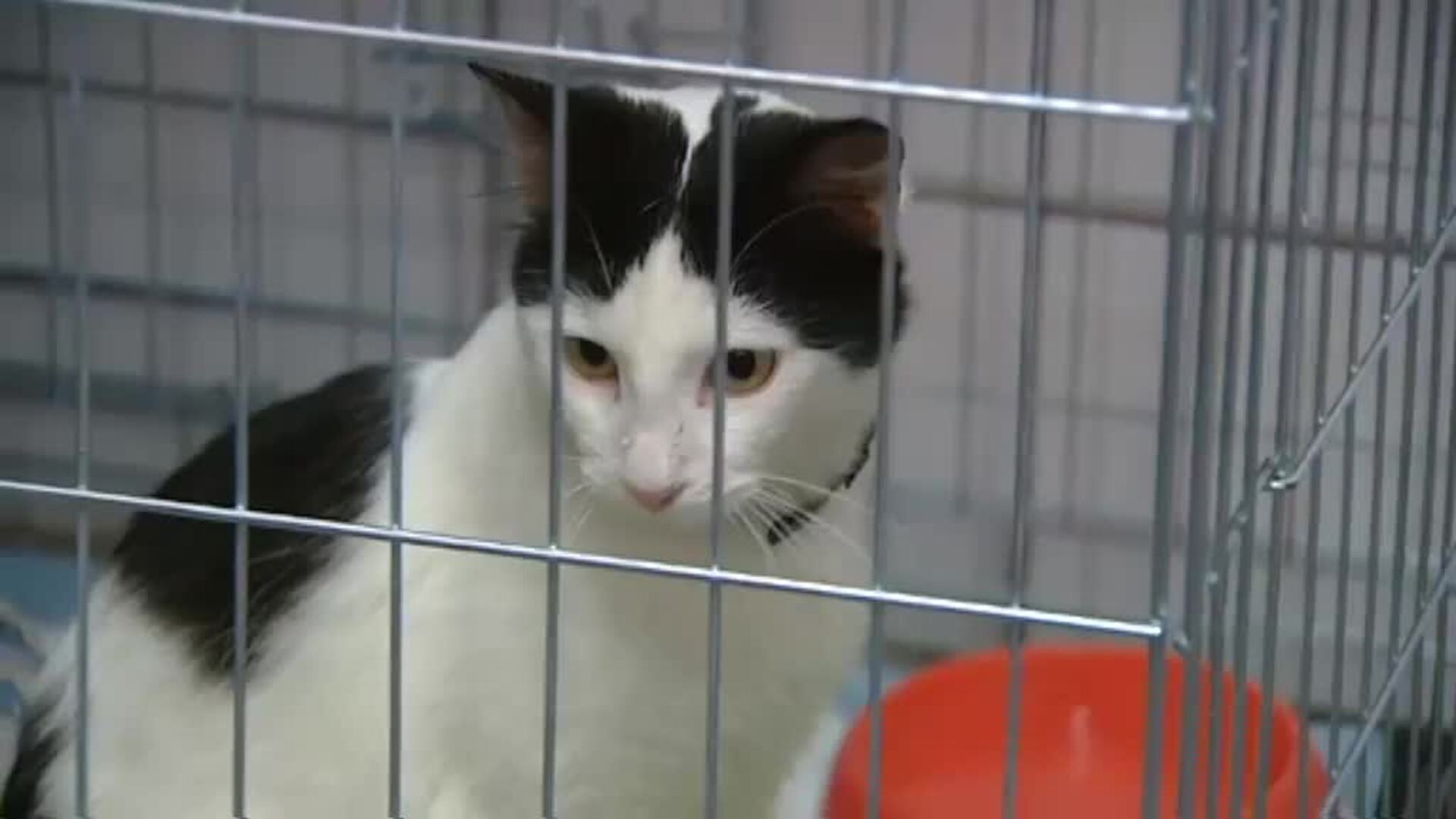 Buscan casas de acogida para las mascotas de los desalojados en La Palma