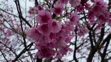 Taiwaneses buscan el mejor sitio para fotografiar los cerezos en flor