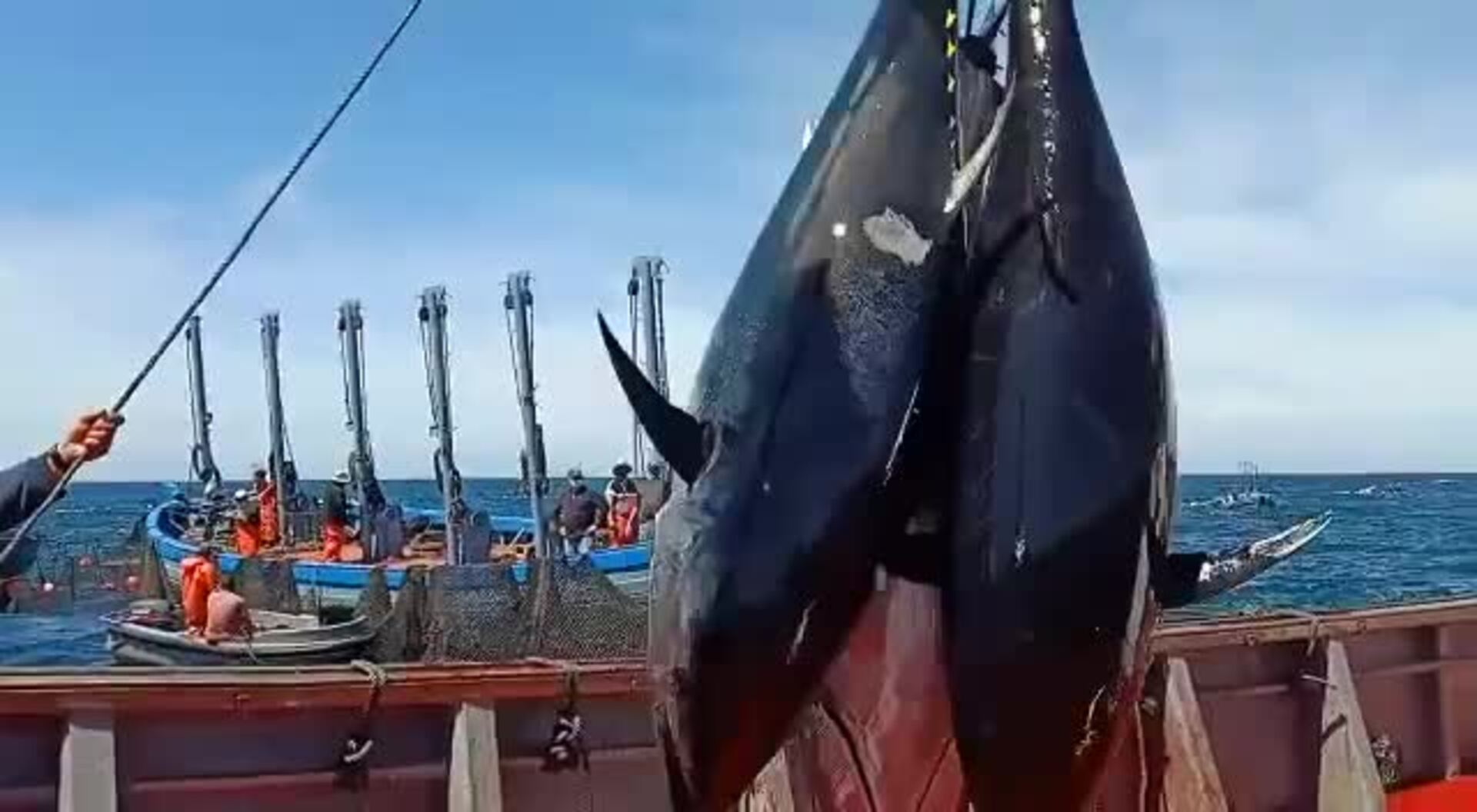 La almadraba de Conil estrena la primera &#039;levantá&#039; de atunes rojos salvajes