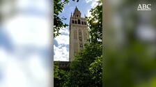 Las campanas de la Giralda doblan a muerto por el fallecimiento del cardenal Carlos Amigo