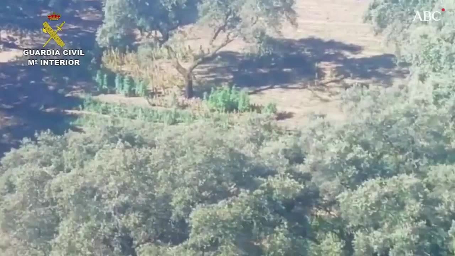 La Guardia Civil desmantela una plantación de producción continua de marihuana en El Castillo de las Guardas
