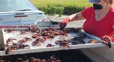 La pesca del cangrejo rojo en Isla Mayor se resiente por la sequía y la consiguiente merma de cultivo de arroz