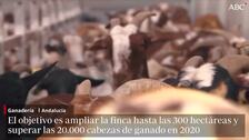 Aquí las cabras juegan en el tobogán, se dan masajes y tienen aire acondicionado